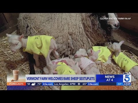 Farm welcomes rare sheep sextuplets