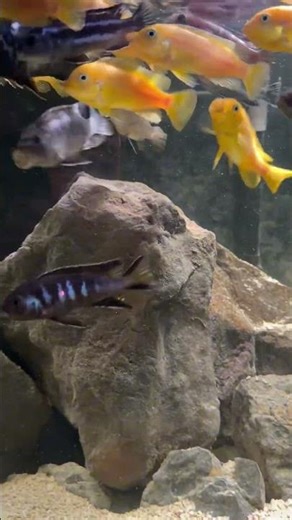 The 75 Gallon Mbuna Cichlir Tank