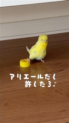 アリエールだし許したろ♪セキセイインコ のギンちゃん#渚のシンドバッド#cm#セキセイインコ