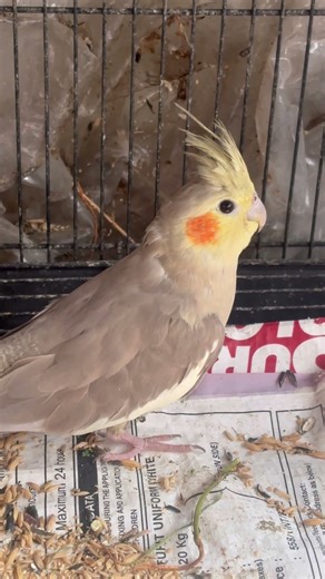 #cockatiel #birds #cockatielbird #cockatielsinging #cockatielsound #parrot #pets #ytshorts #shorts