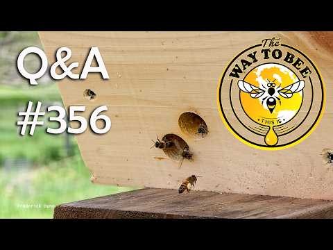 Backyard Beekeeping Q&A 356 Swarms continue