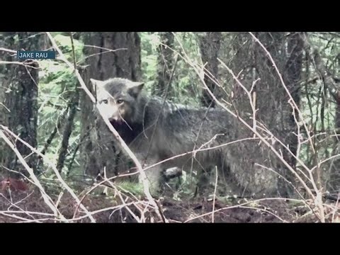 Oregon man captures encounter with wolf