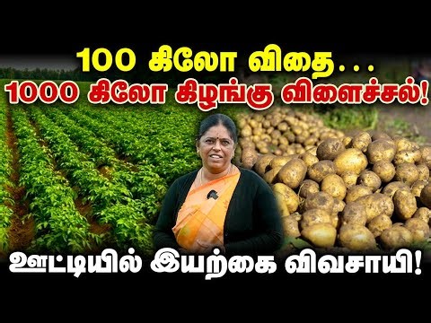 100 கிலோ விதை...1000 கிலோ கிழங்கு விளைச்சல்! ஊட்டியில் இயற்கை விவசாயி!