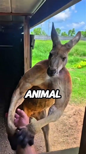 None of Them Solved It… Until This Alpaca Did 🤯🐑