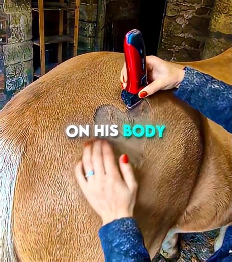 This Girl Made An UNFORGETTABLE Memory 🐴💜 #shorts