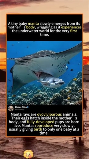 Rare Footage Of A Baby Manta Ray Being Born#funny #youtubeshorts #youtube