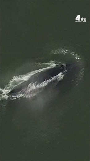 Whale nearly hits lifeguard boat off Jones Beach on Long Island | NBC New York