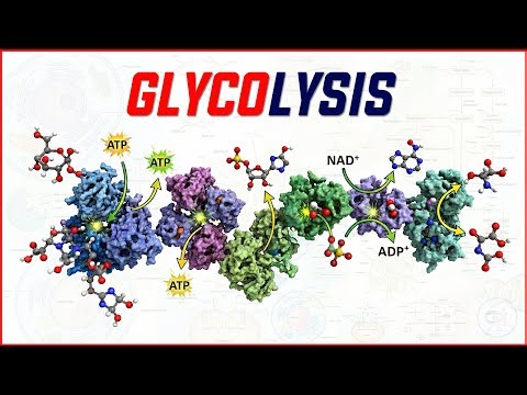 4. Glycolysis 🔥🧬 Pathway, Regulation & Clinical Correlations | MBBS 1st Year