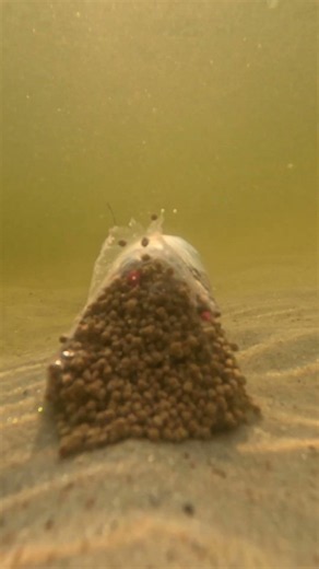 Underwater PVA Bag Test: Instant Carp Attraction! 💥🎣