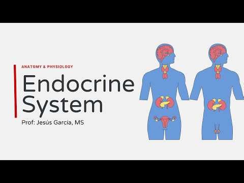 10. Endocrine System