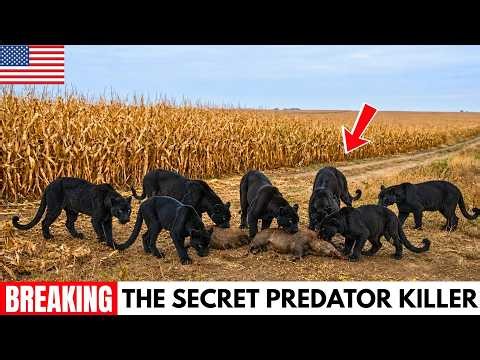 Why Are America's Apex Predators Mysteriously Dying After Hunting Invasive Feral Hogs?