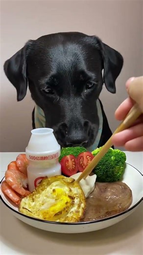 Dog Eating ASMR 😇🤯#Dog #asmr #dogshorts #asmrsounds