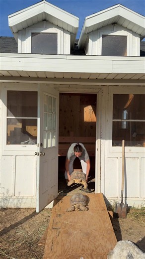 Put My Tortoises Out With Me — Sulcata Tortoise Care Tips