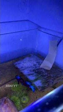 Betta Breeding | Egg Vachi Iniku 2nd Day! | ESKI YT