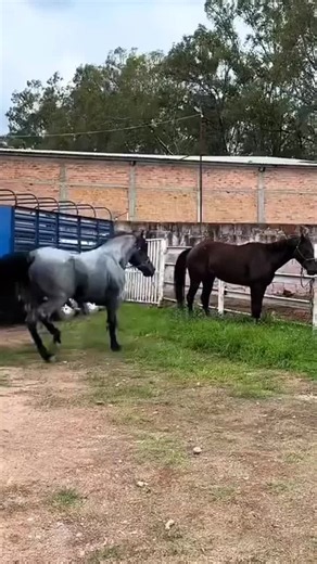 Horse Breeding & Facts: Essential Horsepower and USA Breeds