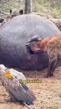 Will a hippo explode? #animals #fyp #Friendship #Us