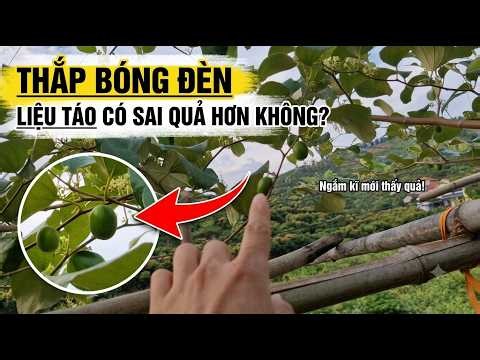 Cây Táo Gần Bóng Đèn Sai Trĩu Quả | Thăm Vườn Táo Ở Quê