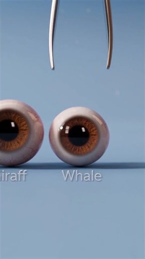 Did you know whales have the biggest eye balls?!🫪