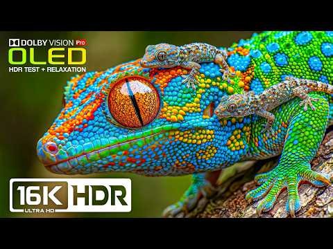 Impossible Clarity HDR Colors | 16K Dolby Vision Nature Test (8K/4K Video TV)