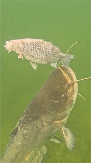 Brutal double catfish strike in crystal-clear water 😵 #catfish #fishing #underwater