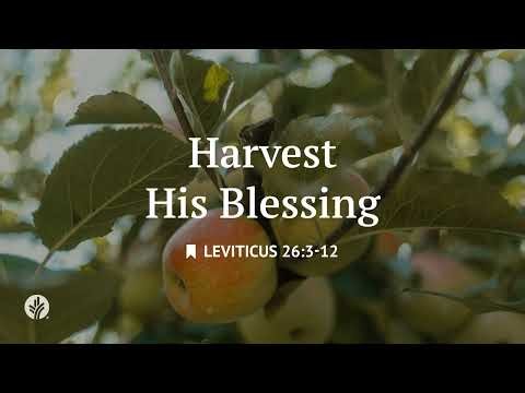 Harvest His Blessing | Audio Reading | Our Daily Bread Devotional | April 14, 2026