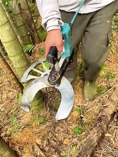 Cutting process of bamboo using electric scissors