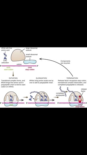De ADN a Proteína #cienciasobredosruedas #biology #bioquimica #biologia #science