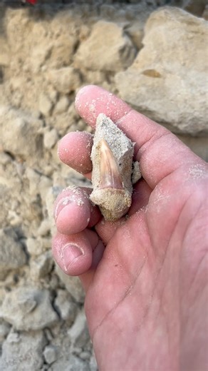 Sharktooth find while digging at Sharktooth hill!