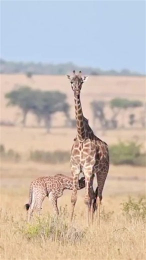 New Lion King Part: A Glimpse of a Black Lion?