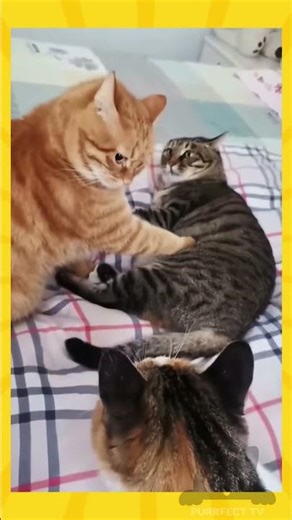 Why Does This CAT Wake Up Angry Every Single Day?! 😾 #cat #catshorts #viralcats #funnycat #funny