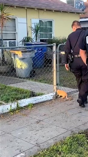 Officers Found a Puppy Stuck in a Fence… But His Reaction Shocked Everyone 🇺🇸