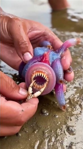 Poisonous Octopus vs Crab 😨 Nature Is Brutal!