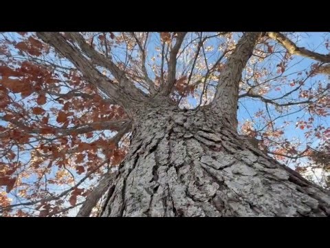 "Exploding trees" in extreme cold? Truth behind social media posts | FOX6 News Milwaukee