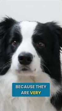 The Truth About Owning A Border Collie
