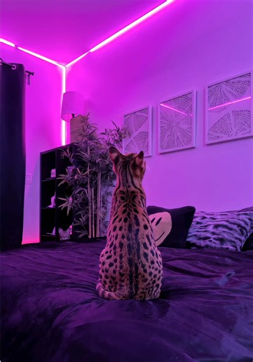 Finally fixed the lighting in here 🤷🏼‍♂️ #goveecobstriplight2pro #roominspo #vibes #goveelights #ledlight