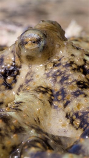 Blue Planet III: Octopus escapes death after hunt gone wrong