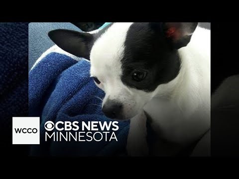 Loose dogs in Fridley, Minnesota, kill beloved pet