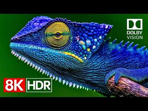 HDR at Full Power | 8K Dolby Vision 60fps (4K/8K OLED TV Demo)
