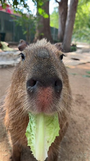 Ralphie is locked in for lettuce time 🥬 #animals #cuteanimals #capybara