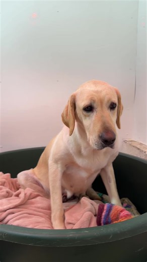 Meet our sweet and gentle girl, Orange 🧡 Orange is a 5 year old Labrador who has come to us from a breeder. At the moment, she is incredibly shy and will often turn her head away from us, almost as if she wants to make herself as small as possible. Orange is looking for a calm and quiet household where she can take things at her own pace and settle in her own time. She will need at least one kind and confident doggie in her home to be her best friend and guide her through the big, wide world. A