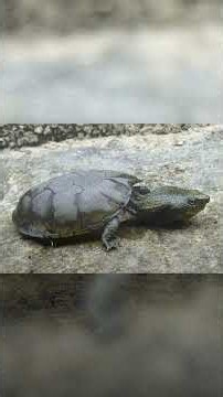 An Iowa Man Faces 120+ Charges for Allegedly Trafficking America's Rarest Turtle