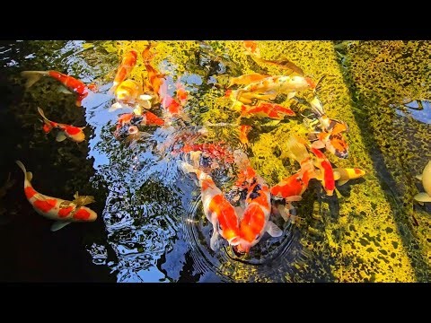 Koi Fish Feeding Frenzy 🐟🔥 | Insane Hungry Koi Attack Food (Satisfying & Relaxing)