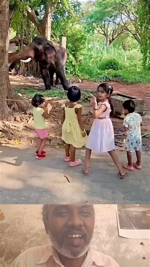 yanni chinna pasaglo dance #Elephant #Elephants #Wildlife #AnimalLovers #AmazingAnimal #NatureLovers
