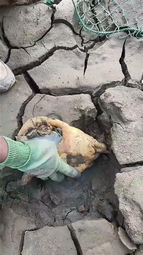 Pro Softshell Turtle Harvesting: Finding Turtles in Dried Cracked Farming Pond Mud