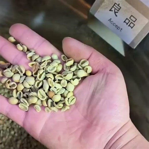 R32 Coffee Bean Sorting #colorsorter #machine #coffeebean