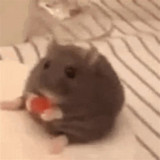 Cute hamster gif vid feel freeto make stickers #hamster #cute #hamsters #viral #fyp