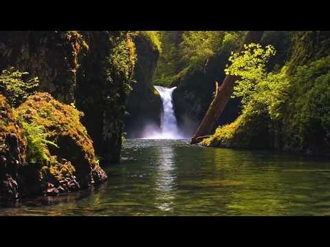 Beautiful Relaxing Music, Peaceful Music, "The Secret Light of the Spring Forest " by Tim Janis