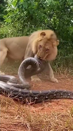Lion vs Python Fight | Lion Attacks Giant Python | Amazing Wildlife AI Video