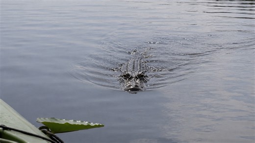 They laughed at the alligator’s warning - then it went silent and began its attack: "You win, gator"