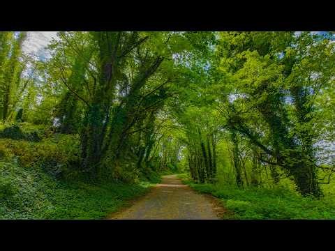 Walk Through a Lush Washington Forest in 8K | Honey Dew Creek Trail with Real Nature Sounds (Ep 1)